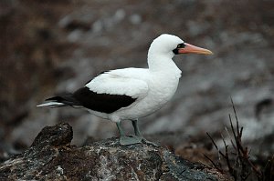 Booby, Nazca, 2004-11045944